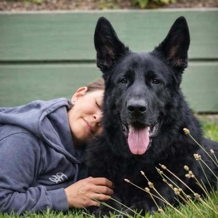 German Shepherd Dog for sale by VONEDENDALE