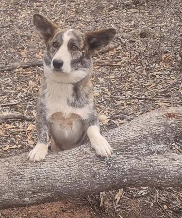 Welsh Corgi (Cardigan) puppy for sale by KARDIBROKE