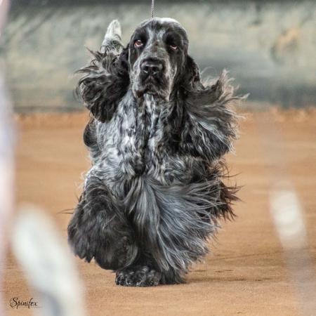 Cocker Spaniel puppy for sale by COBALT