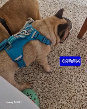 French Bulldog for sale by KRISOTTI