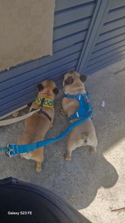 French Bulldog for sale by KRISOTTI