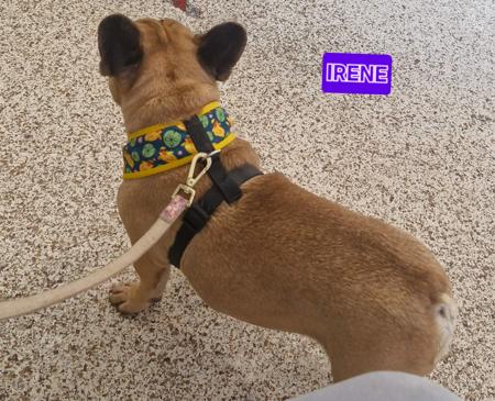 French Bulldog for sale by KRISOTTI