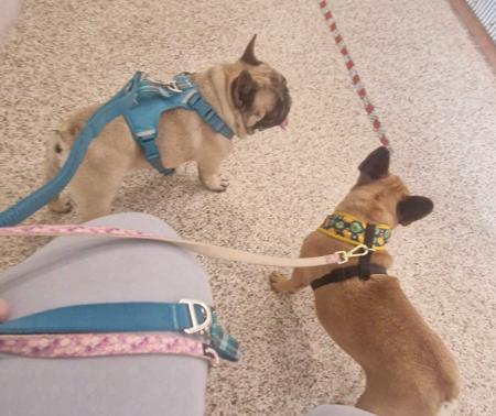 French Bulldog for sale by KRISOTTI