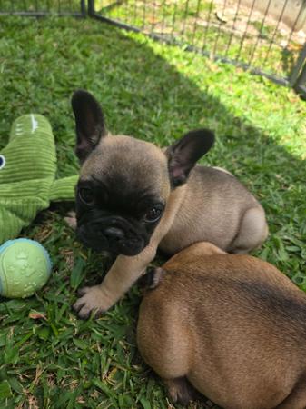 French Bulldog puppy for sale by KRISOTTI