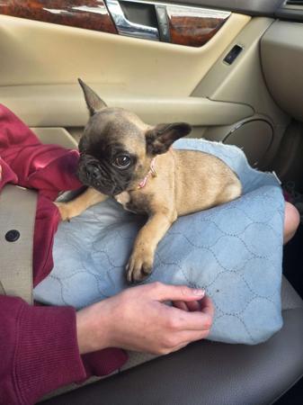 French Bulldog puppy for sale by KRISOTTI