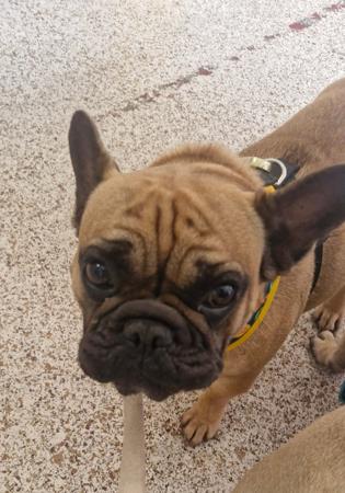 French Bulldog puppy for sale by KRISOTTI