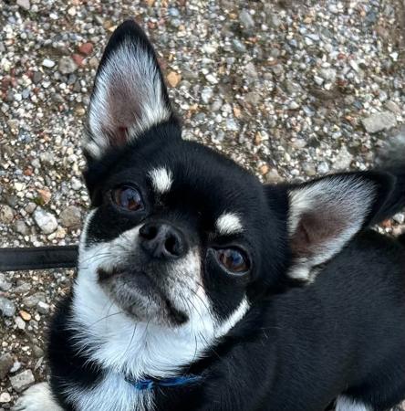 Chihuahua (Smooth Coat) dog for sale by REYNOSA