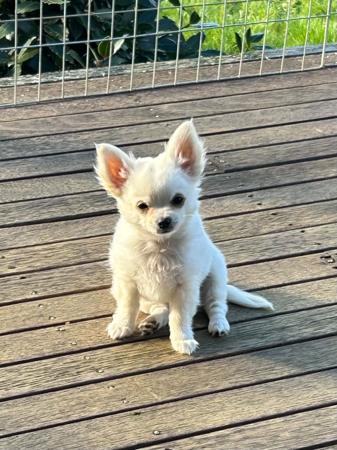 Chihuahua (Long Coat) puppy for sale by REYNOSA