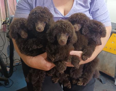 Poodle (Toy) puppy for sale by SWEETOOTH