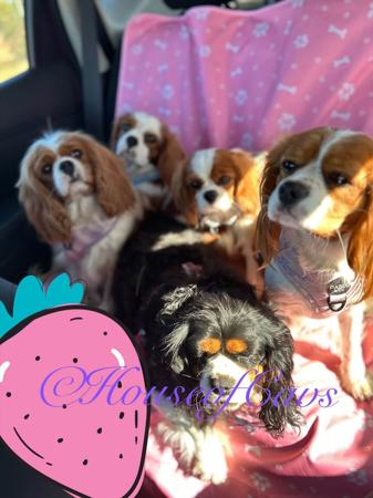 Cavalier King Charles Spaniel for sale by HOUSEOFCAVS