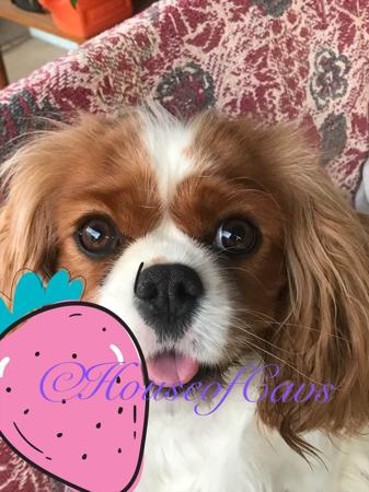 Cavalier King Charles Spaniel for sale by HOUSEOFCAVS