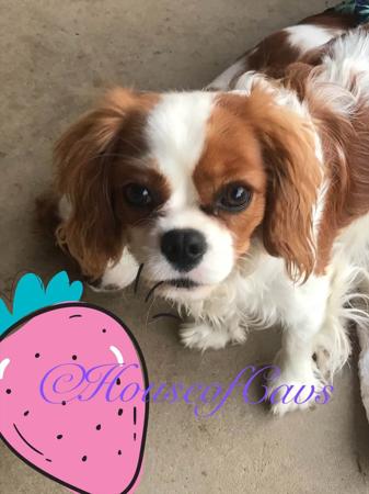 Cavalier King Charles Spaniel for sale by HOUSEOFCAVS