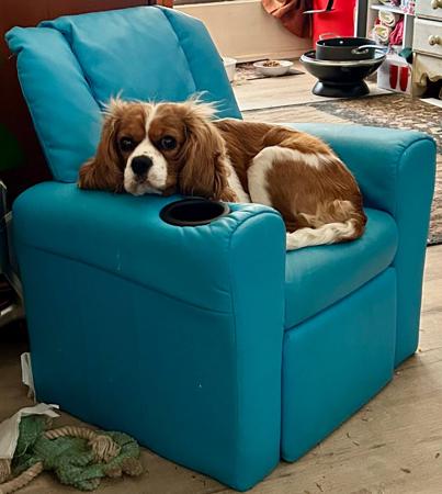Cavalier King Charles Spaniel for sale by HOUSEOFCAVS