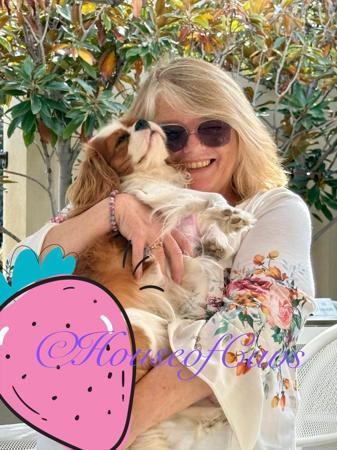 Cavalier King Charles Spaniel for sale by HOUSEOFCAVS