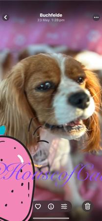 Cavalier King Charles Spaniel for sale by HOUSEOFCAVS