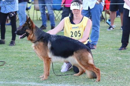 German Shepherd Dog puppy for sale by BRONACRE