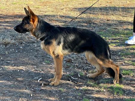 German Shepherd Dog puppy for sale by BRONACRE