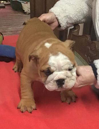 British Bulldog puppy for sale by SAWYERMOON