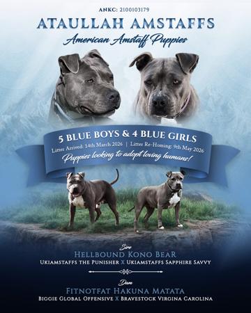 American Staffordshire Terrier puppy for sale by ATAULLAH