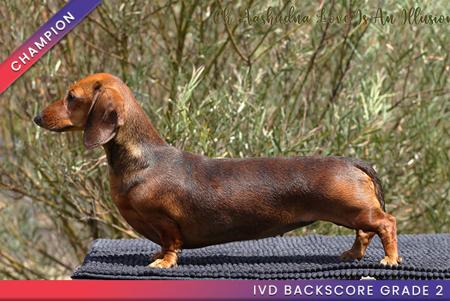 Dachshund (Miniature Smooth Haired) for sale by AASHUDNA