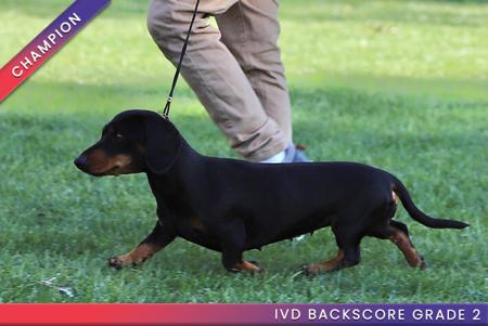 Dachshund (Miniature Smooth Haired) for sale by AASHUDNA