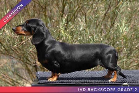 Dachshund (Miniature Smooth Haired) for sale by AASHUDNA