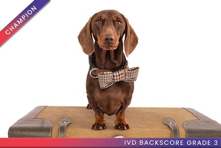 Dachshund (Miniature Smooth Haired) for sale by AASHUDNA