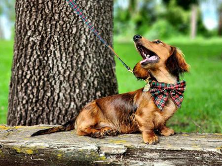 Dachshund (Miniature Long Haired) for sale by AASHUDNA