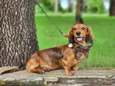 Dachshund (Miniature Long Haired) for sale by AASHUDNA