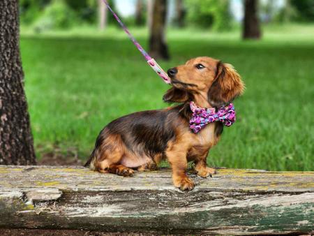 Dachshund (Miniature Long Haired) for sale by AASHUDNA