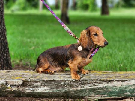Dachshund (Miniature Long Haired) for sale by AASHUDNA
