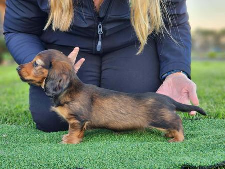 Dachshund (Miniature Long Haired) for sale by AASHUDNA