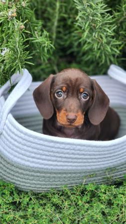 Dachshund (Miniature Smooth Haired) puppy for sale by AASHUDNA