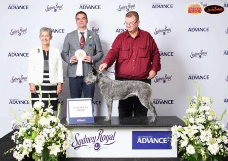 Australian Stumpy Tail Cattle Dog for sale by TALELESSHILL