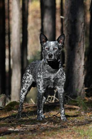 Australian Stumpy Tail Cattle Dog for sale by TALELESSHILL