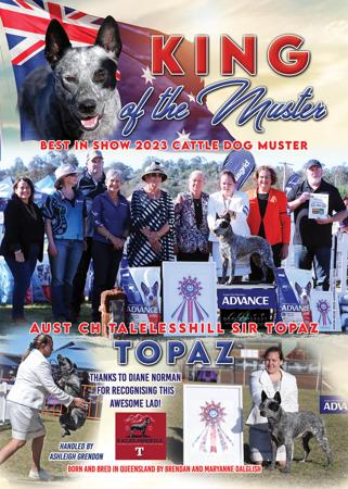 Australian Stumpy Tail Cattle Dog for sale by TALELESSHILL