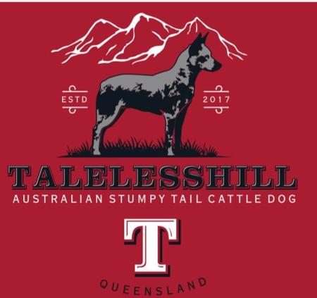 Australian Stumpy Tail Cattle Dog for sale by TALELESSHILL
