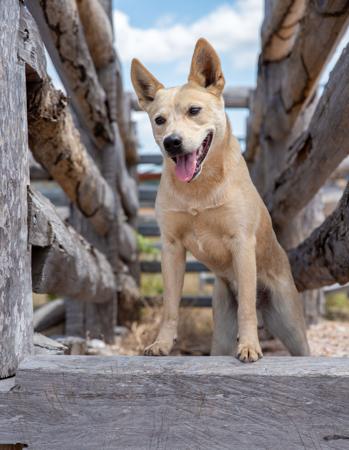 Australian Stumpy Tail Cattle Dog for sale by TALELESSHILL