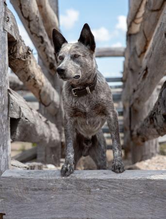 Australian Stumpy Tail Cattle Dog for sale by TALELESSHILL