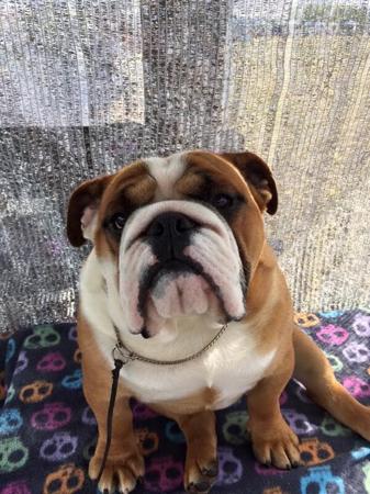 British Bulldog for sale by BUMBULLB