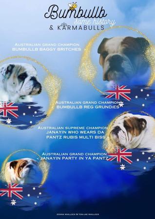 British Bulldog for sale by BUMBULLB