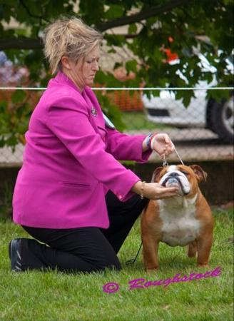 British Bulldog for sale by BUMBULLB