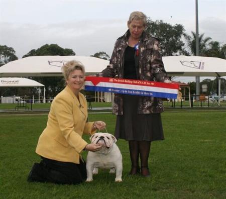 British Bulldog for sale by BUMBULLB