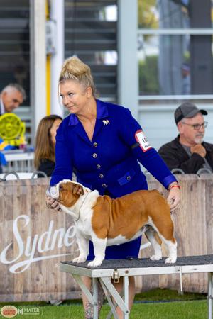 CH Karmabullz Okie Doke British Bulldog