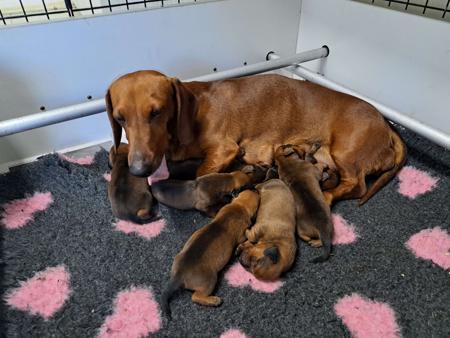 Dachshund (Smooth Haired) for sale by IDYLEWINS