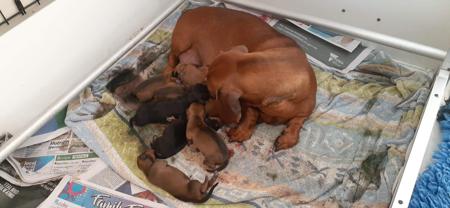 Dachshund (Smooth Haired) for sale by IDYLEWINS