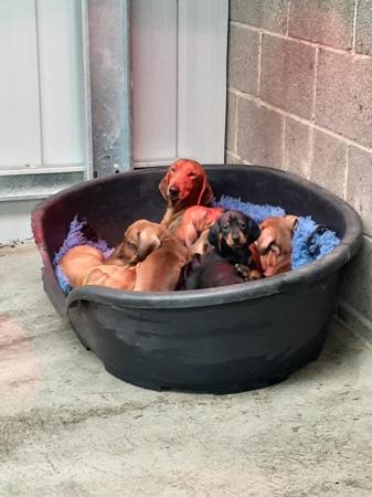 Dachshund (Smooth Haired) for sale by IDYLEWINS