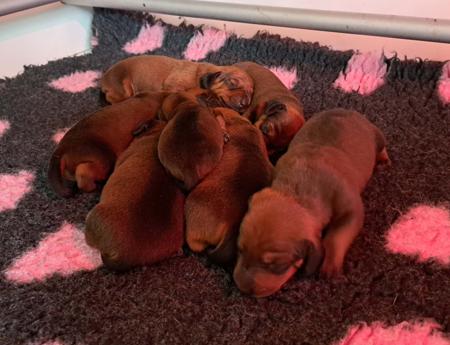 Dachshund (Smooth Haired) for sale by IDYLEWINS