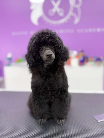 Poodle (Toy) for sale by TIKIMI