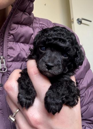 Poodle (Toy) for sale by TIKIMI